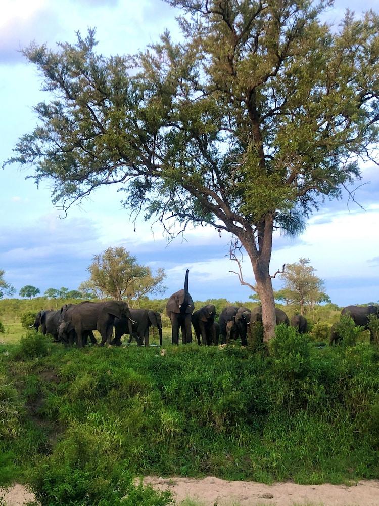 Hoyo Hoyo Safari Lodge Mluwati Concession ภายนอก รูปภาพ